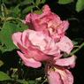 DSCF1068