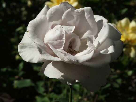 DSCF1102