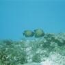 diving