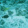 diving
