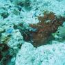diving