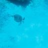 snorkel